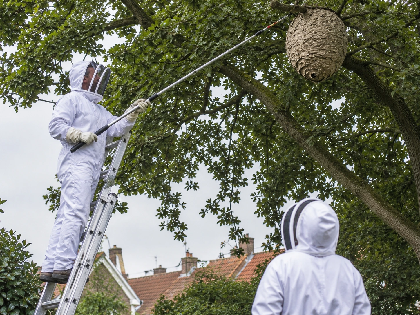 Op grote hoogte verwijdert een specialist met telescoopstok een hoornaarnest in Enschede